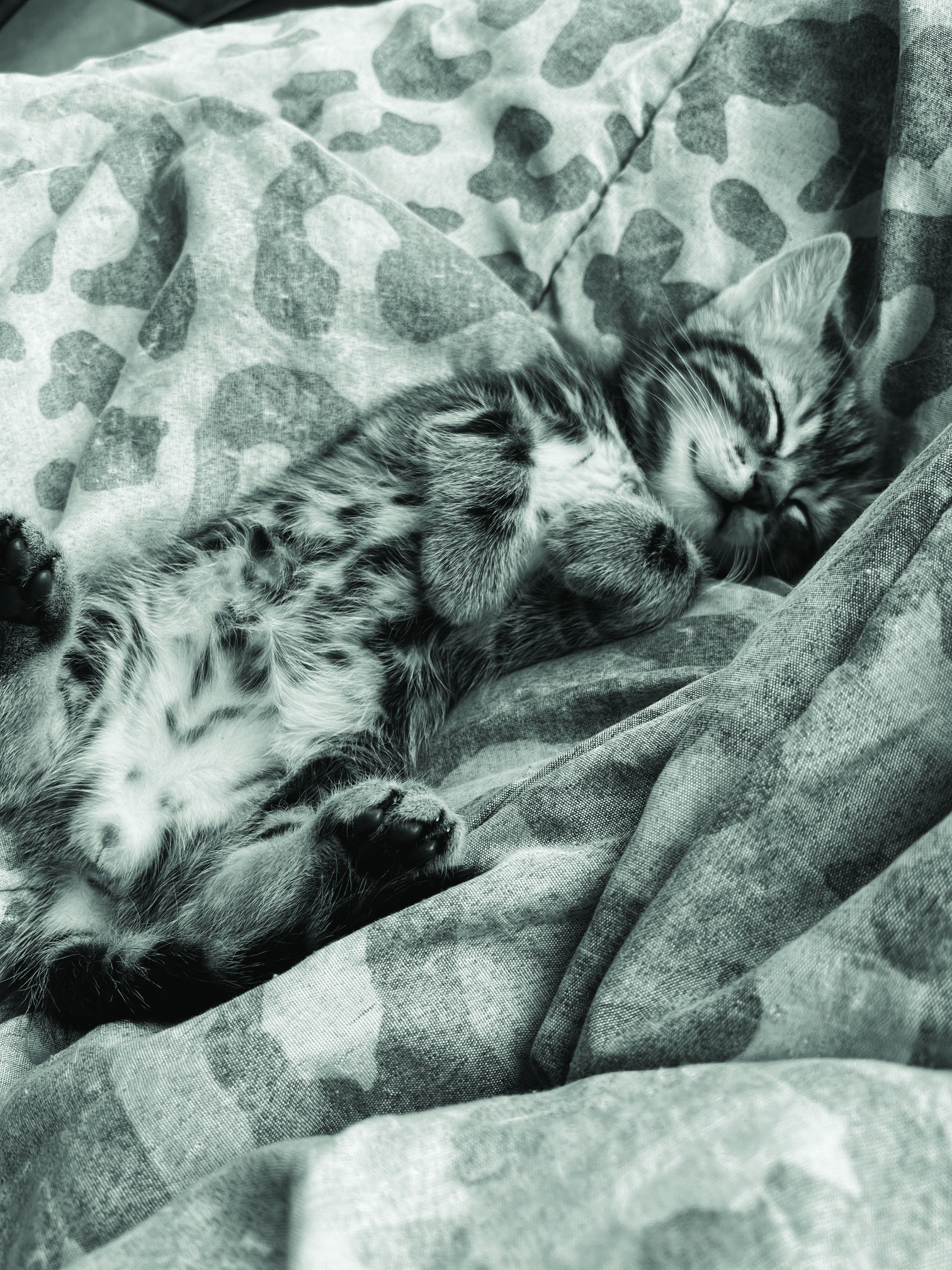 neko dodo dans mon lit